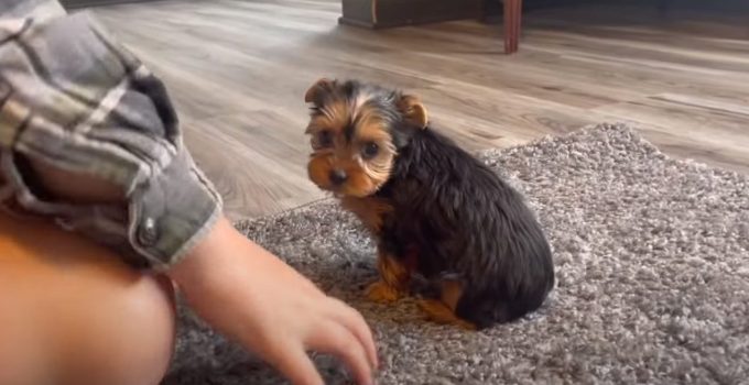 Meet Lucy, the Yorkie Puppy Who Will Capture Your Heart featured image