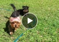 Yorkie Meets Mini-Me: The Adorable Encounter Between Two Yorkies! featured image