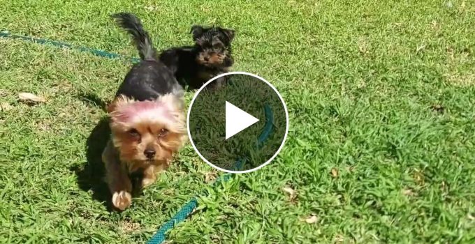 Yorkie Meets Mini-Me: The Adorable Encounter Between Two Yorkies! featured image