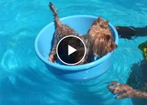 Yorkie Turns Bucket into a Tiny Boat for Pool Fun featured image
