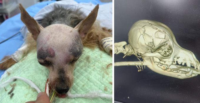 Community Outrage: Tiny Yorkshire Terrier Endures Horrific Abuse at Mong Kok Vet Clinic featured image