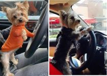 Are Yorkies the World's Greatest Drivers? featured image