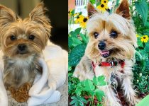 Yorkshire Terriers: The Dog Breed That Will Rule the World featured image