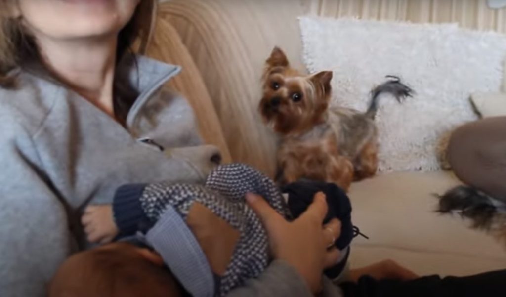 Yorkies meet newborn baby for the first time 23
