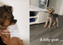 From Yorkie to Billy Goat: Hilarious Transformation of $2000 'Pure' Breed Yorkie Goes Viral featured image