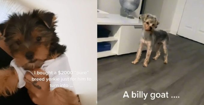 From Yorkie to Billy Goat: Hilarious Transformation of $2000 'Pure' Breed Yorkie Goes Viral featured image