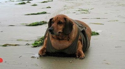 Obie the Dachshund: From Fat to Fit, an Inspiring Weight Loss Story featured image