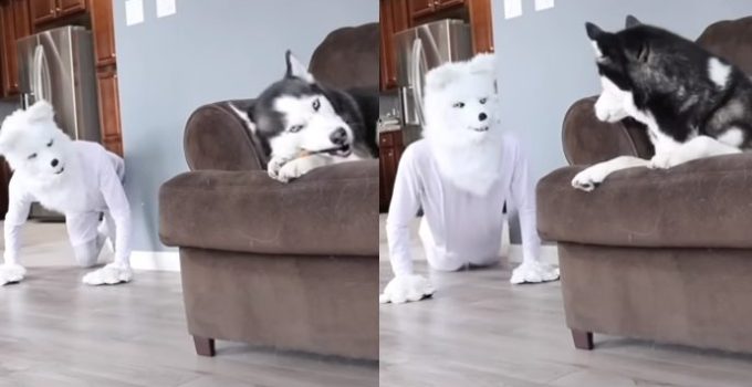 Hilarious Video: Husky's Epic Reaction to Owner Wearing Wolf Mask! featured image