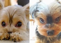 7 Signs Your Yorkie Is Secretly Mad at You featured image