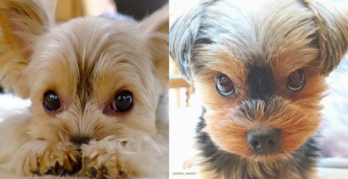 7 Signs Your Yorkie Is Secretly Mad at You featured image