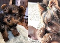 Yorkshire Terriers: The Adorable Titans of Charm and Elegance featured image