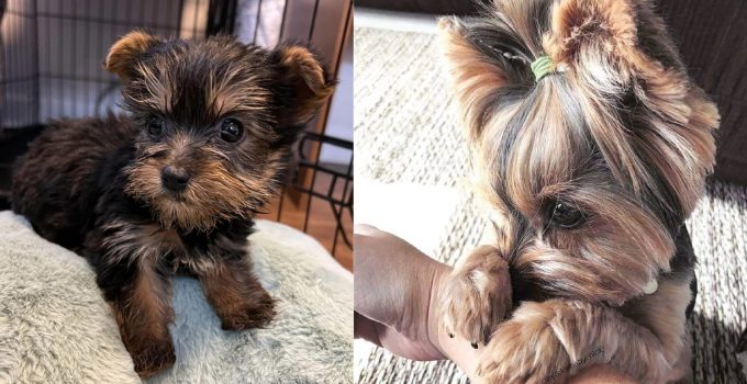Yorkshire Terriers: The Adorable Titans of Charm and Elegance featured image