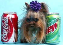 Meet Pinocchio, this Yorkie is one of the World's Smallest Dogs featured image