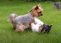 Two Different Color Yorkies Play in the Garden featured image