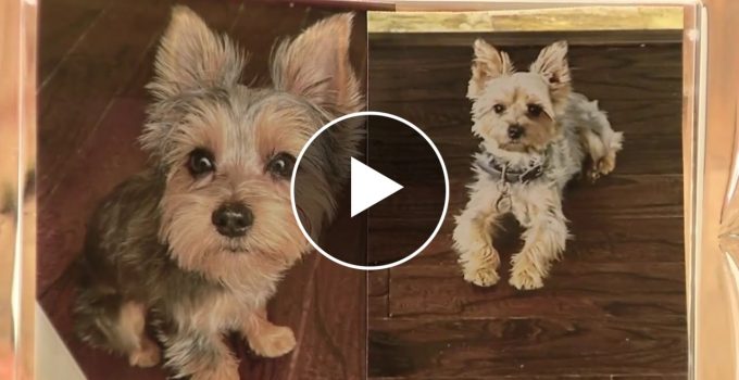 Heartbreaking Tragedy Strikes Dickinson Neighborhood as Yorkshire Terrier Attacked by Pit Bulls featured image