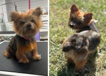 The Yorkie Grooming Makeover That Broke the Internet featured image