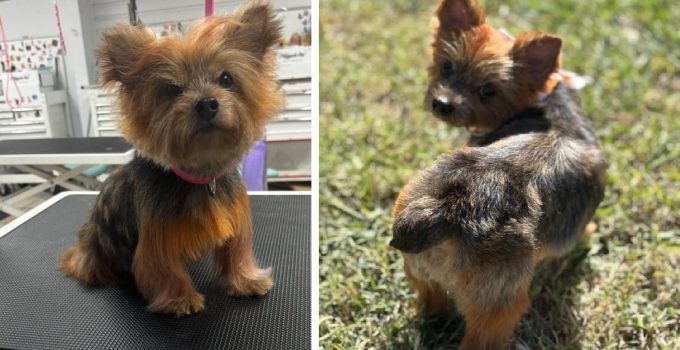 The Yorkie Grooming Makeover That Broke the Internet featured image
